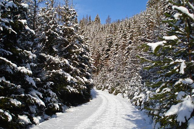 01 Aufstieg ueber Forststrasse.JPG